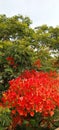 Flamboyant Tree bloom red colour flowers with green leafs and sky Royalty Free Stock Photo