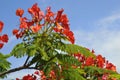 Flamboyant tree blooming Royalty Free Stock Photo