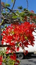 Flamboyant Tree