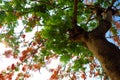 Flamboyant tree or phoenix flower, bloom bright red flowers in summer Royalty Free Stock Photo