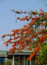 Flamboyant tree or phoenix flower, bloom bright red flowers in summer Royalty Free Stock Photo