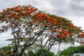 Flamboyant tree, Red Royal Poinciana, Delonix Regia Royalty Free Stock Photo