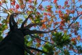 Flamboyant tree with wonderful branch blooming red vibrant phoenix flower on blue sky background Royalty Free Stock Photo