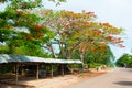 Flamboyant trees at the market Royalty Free Stock Photo