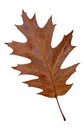 Flamboyantly colored dead american oak leaves in autumn
