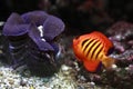 Flame angelfish