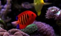 Flame Angelfish - Centropyge loricula