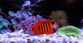 Flame Angelfish - Centropyge loricula