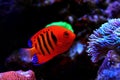 Flame Angelfish Centropyge loricula