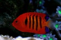 Flame Angelfish - Centropyge loricula