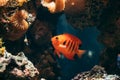 Flame Angelfish, Flame Angel Fish, Flame Angel Or Centropyge Loricula Swimming In Aquarium