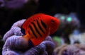 Flame Angelfish - Centropyge loricula Royalty Free Stock Photo