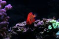 Flame Angelfish - Centropyge loricula