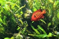 Flame angelfish