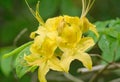 Close-up View of a group of Yellow Flame Azalea Flowers Ã¢â¬â Rhododendron calendulaceum Royalty Free Stock Photo