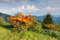 Flame Azaleas Appalachian Mountains North Carolina