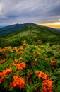 Flame Azalea bloom along the Appalachian Trail