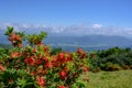 Flame Azalea Bloom on Gregory Bald