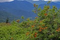 Flame Azalea are blooming on top of Roan Mountain. Royalty Free Stock Photo