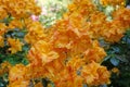 Flame azalea. Close up. Rhododendron calendulaceum Royalty Free Stock Photo