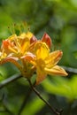 Flame Azalea Flowers Royalty Free Stock Photo