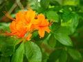 flame azalea flowers, golden orange color rhododendron flowers, close up photo Royalty Free Stock Photo