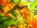 flame azalea flowers, golden orange color rhododendron flowers, close up photo Royalty Free Stock Photo