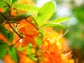 flame azalea flowers, golden orange color rhododendron flowers, close up photo Royalty Free Stock Photo