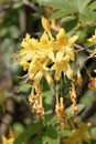 Flame azalea flowers. Rhododendron calendulaceum Royalty Free Stock Photo