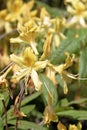 Flame azalea flowers. Rhododendron calendulaceum Royalty Free Stock Photo