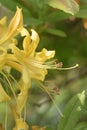 Flame azalea flowers. Rhododendron calendulaceum Royalty Free Stock Photo