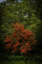 Flame Azalea on Gregory Bald