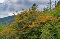 Flame Azalea are blooming under a cloudy sky. Royalty Free Stock Photo