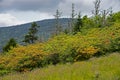 Rows Flame Azalea are blooming under a cloudy sky. Royalty Free Stock Photo