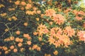 Flame Azalea orange bloom flowers in late spring at dusk in vintage setting Royalty Free Stock Photo