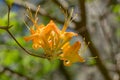Flame Azalea - Rhododendron calendulaceum Royalty Free Stock Photo