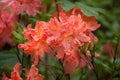 Flame azalea (Rhododendron calendulaceum). Royalty Free Stock Photo