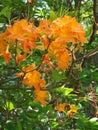Flame Azalea, Rhododendron calendulaceum Royalty Free Stock Photo