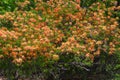 Flame Azalea Shrub- Rhododendron calendulaceum