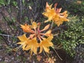Flame azalea (Rhododendron calendulaceum) Royalty Free Stock Photo