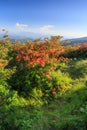 Flame Azaleas Appalachian Trail Roan Mountain TN NC