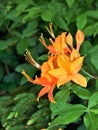 Flame Azaleas Blooming at Grayson Highlands State Park