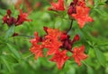 Flame Azaleas in Bloom in the Spring