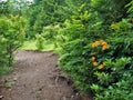 Flame Azaleas Blooming at Grayson Highlands State Park Royalty Free Stock Photo