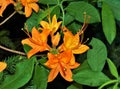 Flame Azaleas Blooming at Grayson Highlands State Park