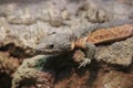Flame-bellied armadillo lizard Smaug mossambicus 2 Royalty Free Stock Photo