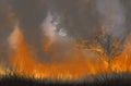 Flame of big fire in grass field in dry season Royalty Free Stock Photo