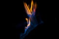 Flame blue and orange fire flame on black background, lines and explosion, pyrotechnic danger Royalty Free Stock Photo