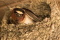 Cliff Swallow in Texas USA