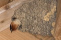 Cliff Swallow in Texas USA